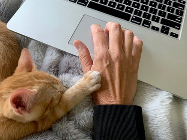 Cozy kitten rests paw on hand and laptop