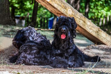 Two big dogs of Russian Black Terrier breed lay on the ground.