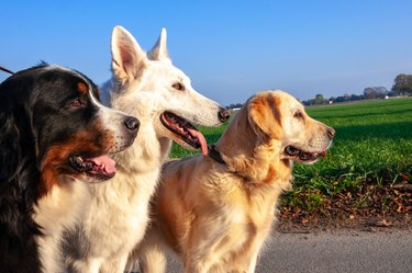 Three dogs standing together