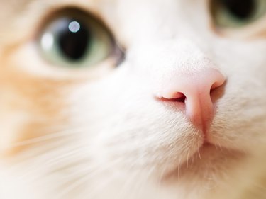 Close-up photo of cat nose.