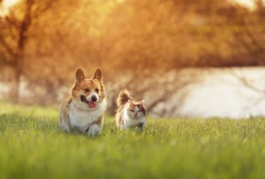 fluffy friends a cat and a corgi dog run merrily and quickly through a blooming meadow on a sunny day