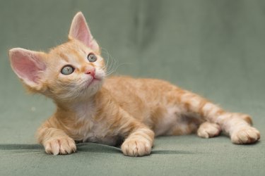 Laperm Kitten On Fabric Background