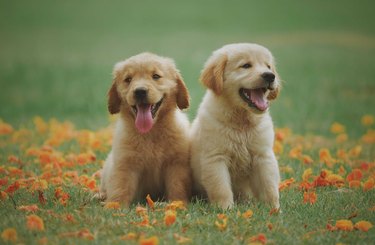 Two male puppies seem to be laughing in the field.