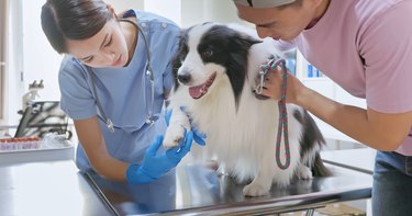 vet get dog bandaged