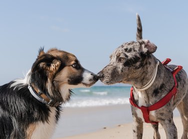 portrait of two dogs putting their noses together to sniff each other at the beach