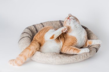 Cat scratching his ear.