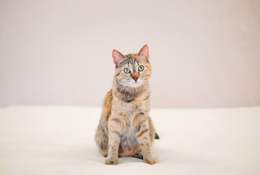 Cute cat sitting on sofa.