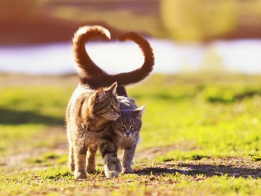 two beautiful young cats walk in a Sunny meadow on a clear spring day raising their tails and wrapping them in the shape of a heart