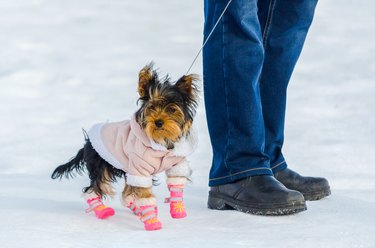 Yorkshire Terrier dog in a pink winter coat and booties standing in the snow next to their person.