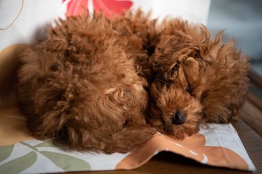 A teacup poodle curled up in a ball asleep.
