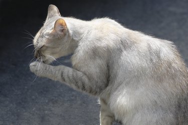 A washing cat.