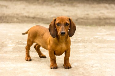 Portrait of dachshund standing on footpath