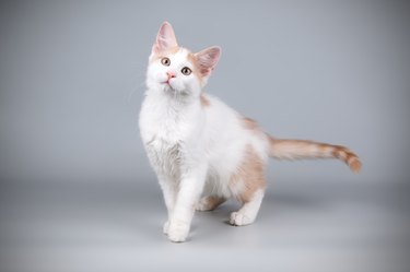 Aphrodite giant cat on colored backgrounds