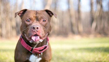 A happy Staffordshire Bull Terrier mixed breed dog