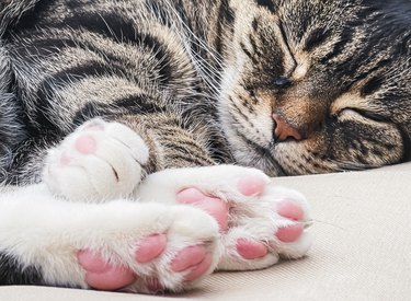 Beautiful tabby cat sleeping with close up of toe beans