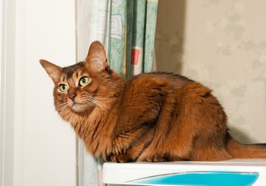 Somali cat sitting on a tabletop and looking ahead.