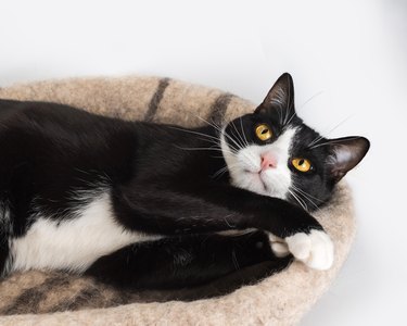 Playful black and white cat lying in a cozy felt bed.