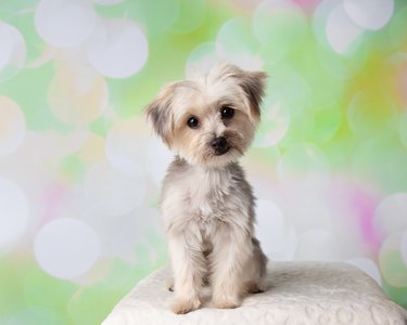 Morkie Yorkie Maltese Mix Dog Sitting Portrait