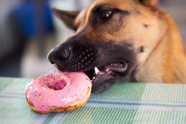 Adorable German Shepherd dog steals a sweet pink donut from the table. Dog and sweet. Animal diet. The concept of food for dogs.
