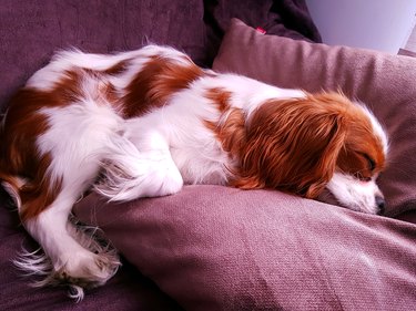 Female Cavalier King Charles Spaniel