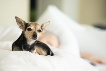 cute funny small dog lies on a pillow in bed, sleeps with the owner together