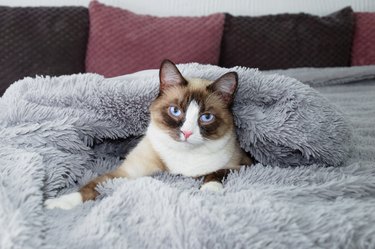 purebred snowshoe cat lies on a bed cover with a fur blanket.