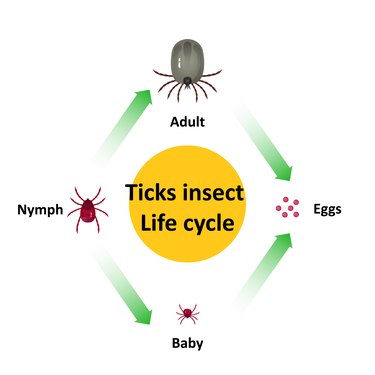 Diagram of a tick's life cycle