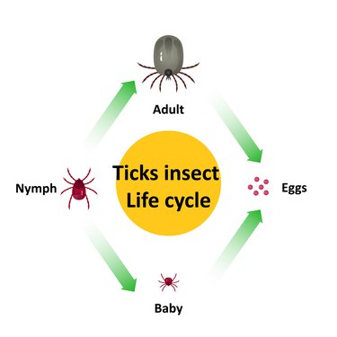 How Long Can a Tick Live on a Dog? | Cuteness