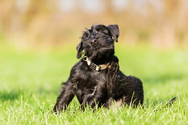 standard schnauzer puppy scratches himself behind the ear outside
