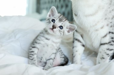 Egyptian mau kitten sitting next to their mother.