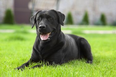 Black Labrador Retriever on grass
