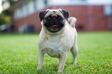 A happy pug dog outside