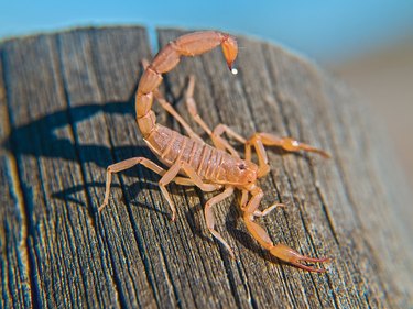 Bark scorpion on a log in Arizona.