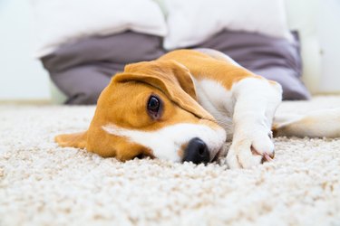 Dog relaxing on the carpet