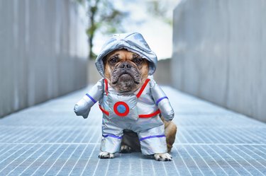 Astronaut dog. French Bulldog wearing Halloween space suit costume