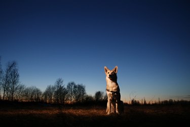 Portrait of the happy dog at the sunset. Cute mixed breed mutt against landscape.