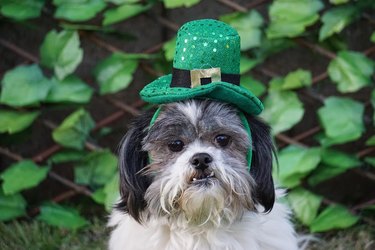 Black and White Shih Tzu Ready For St. Patty's Day