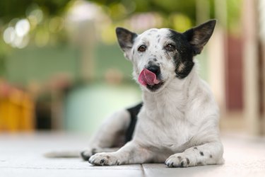 Dog ate cocoa on sale butter