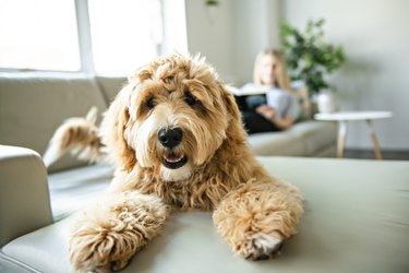 Woman with golden Labradoodle dog reading on couch at home