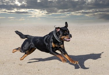 training of rottweiler