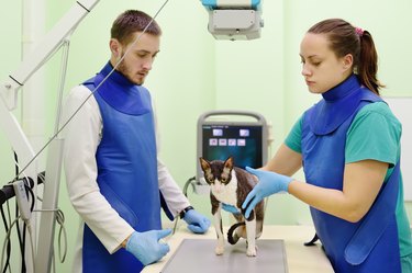 Two assistants preparing a cat for an X-ray