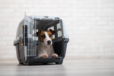 Dog jack russell terrier inside a travel carrier box for animals