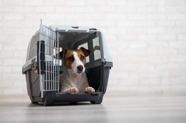 Cost to ship a puppy hot sale by plane