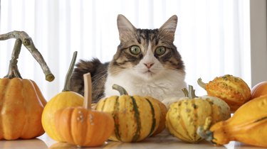 Cat with assorted pumpkins.
