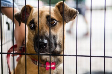 Close-Up Of Dog