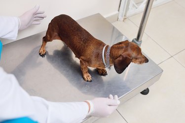 the vet weighs the dog