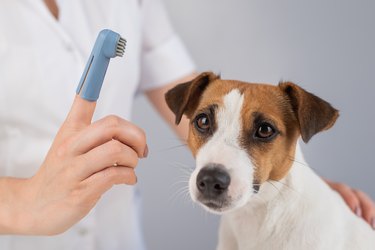 Woman veterinarian brushes the teeth of the dog jack russell terrier with a special brush putting it on her finger