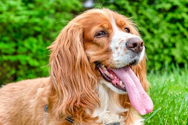 What Are the Longest Living Dog Breeds? | Cuteness