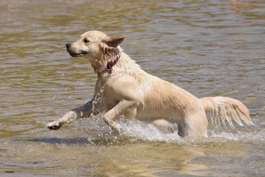 Golden Retriever dog playing in the water at the beah