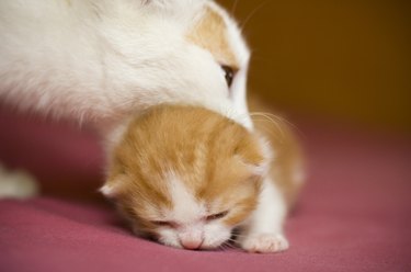 Mother and kitten